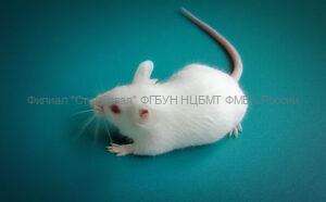 Питомник лабораторных животных - Инбредная мышь BALB/c
